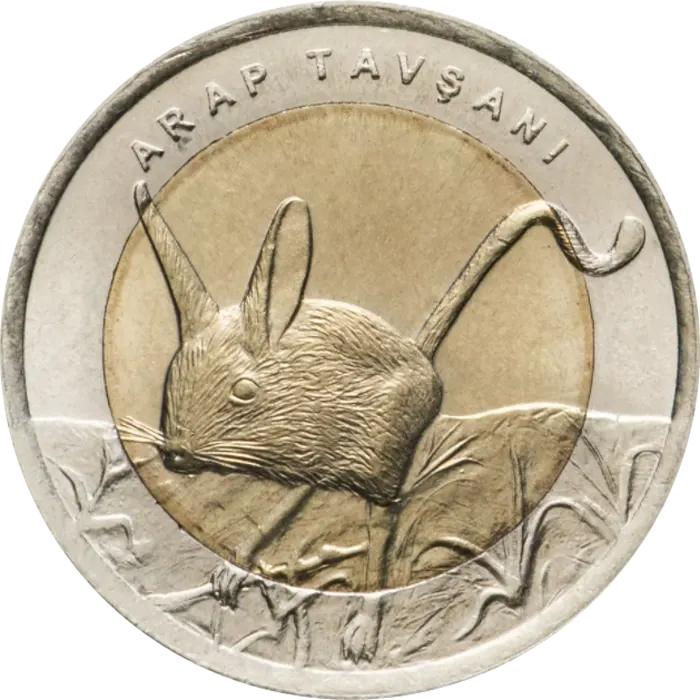 Arap Tavşanı